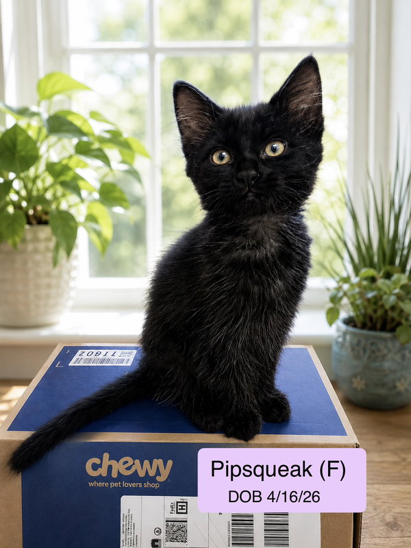 Pipsqueak