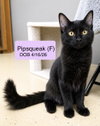 Pipsqueak