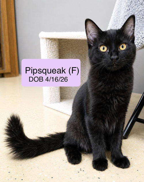 Pipsqueak, a cat for adoption from Cat Tales Rescue