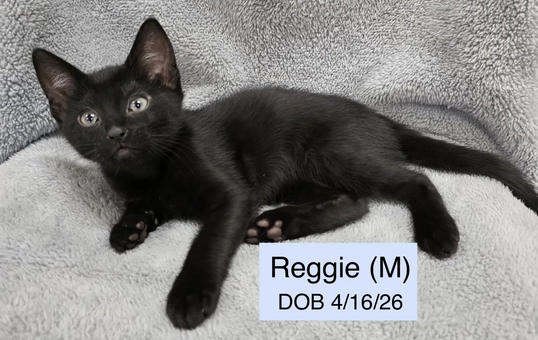 Reggie image 2