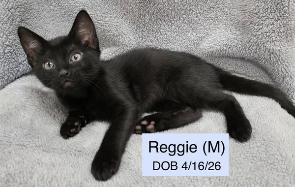 Reggie