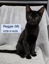Reggie