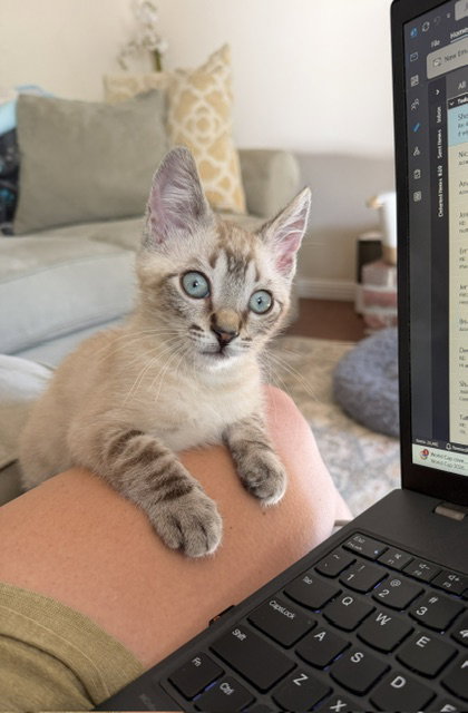 Benjamin, Baby Siamese / Domestic Short Hair / Mixed (short coat), cat for adoption in Vacaville, California