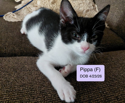 Pippa