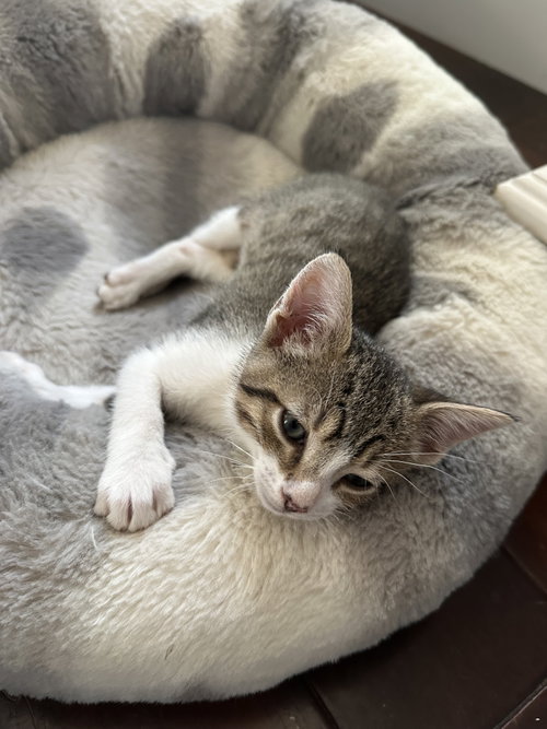Albie, an adoptable Domestic Short Hair in Vacaville, CA
