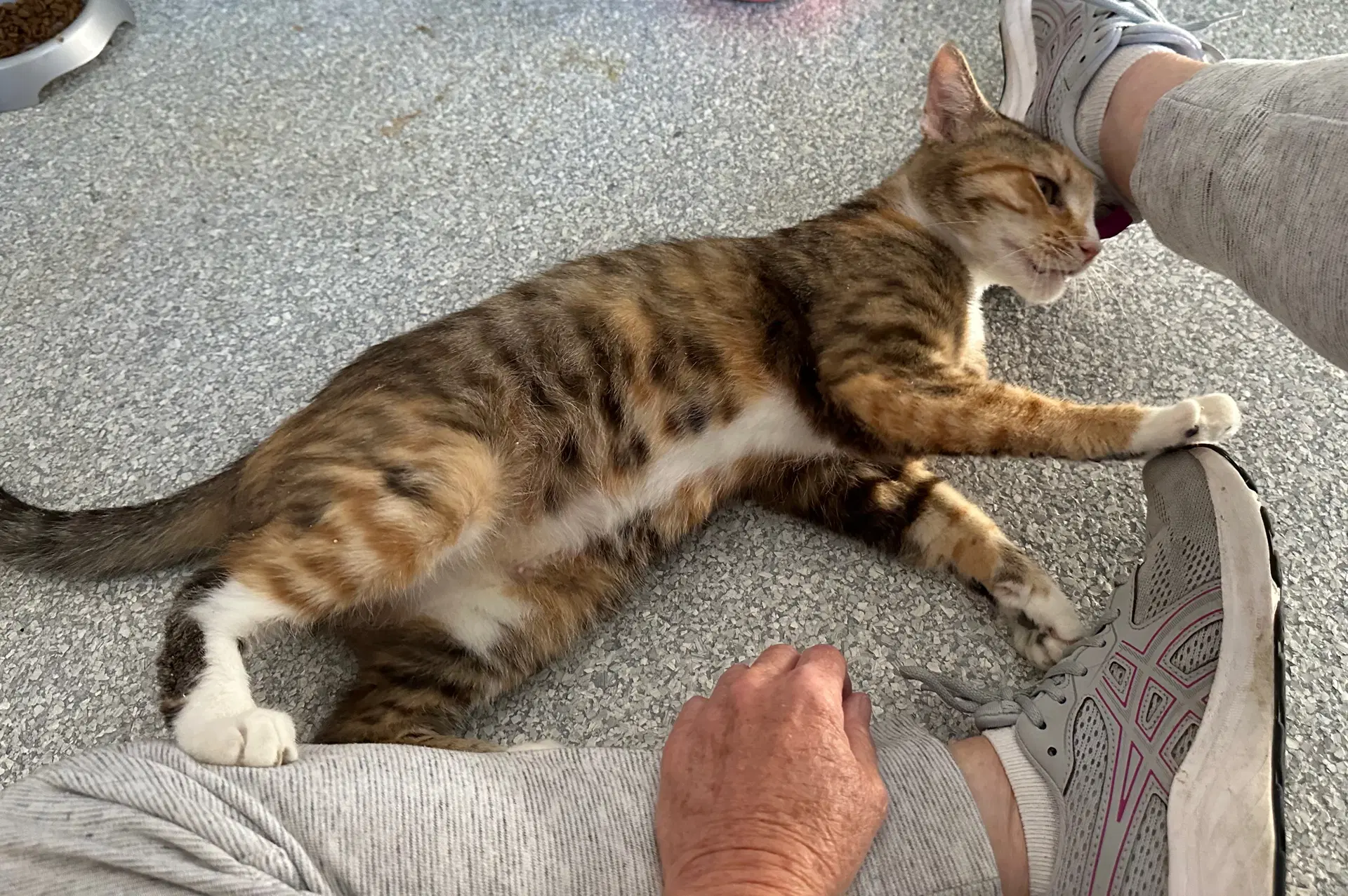 Spice Girl - Torbie