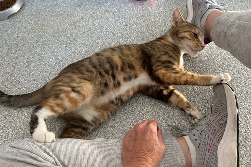 Spice Girl, a cat for adoption from Cat Tales Rescue