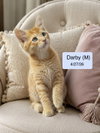 Darby