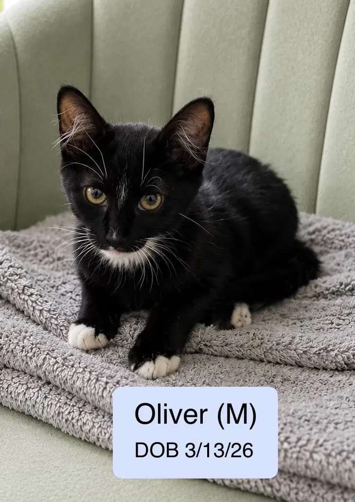 Oliver - Domestic Medium Hair