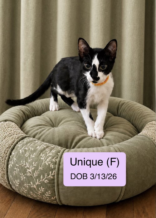 Unique, an adoptable Domestic Short Hair in Vacaville, CA