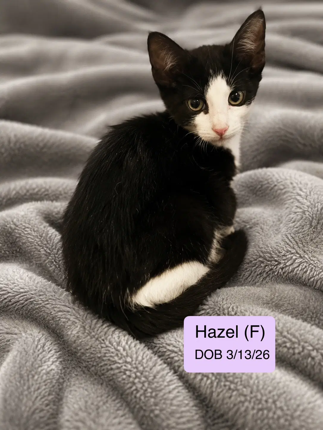 Hazel - Domestic Short Hair