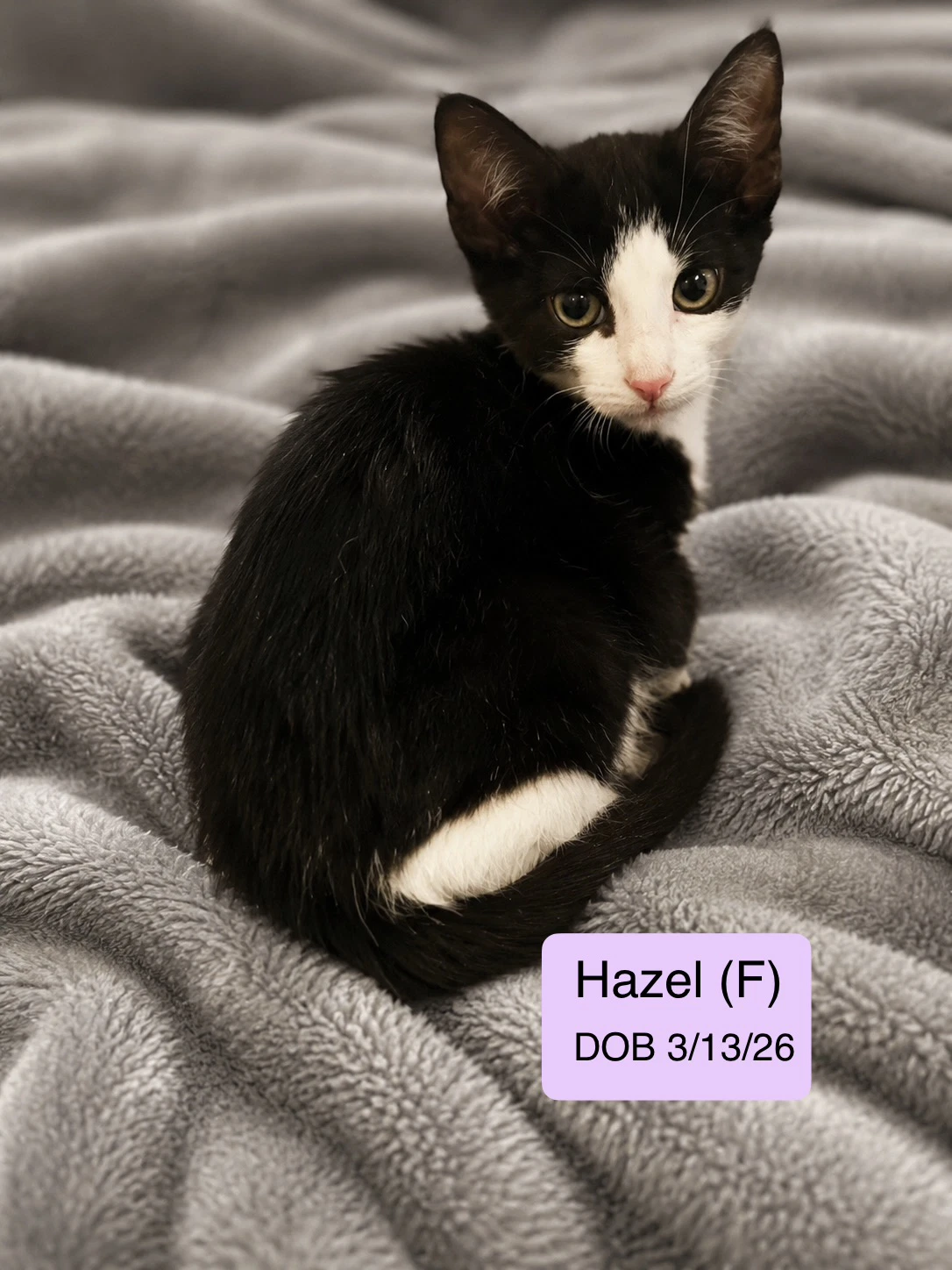Hazel