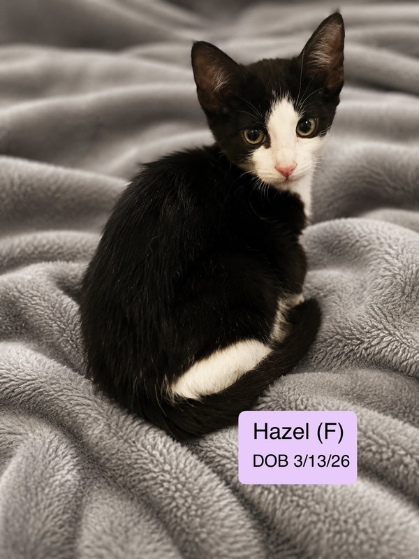 Hazel