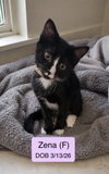 Zena