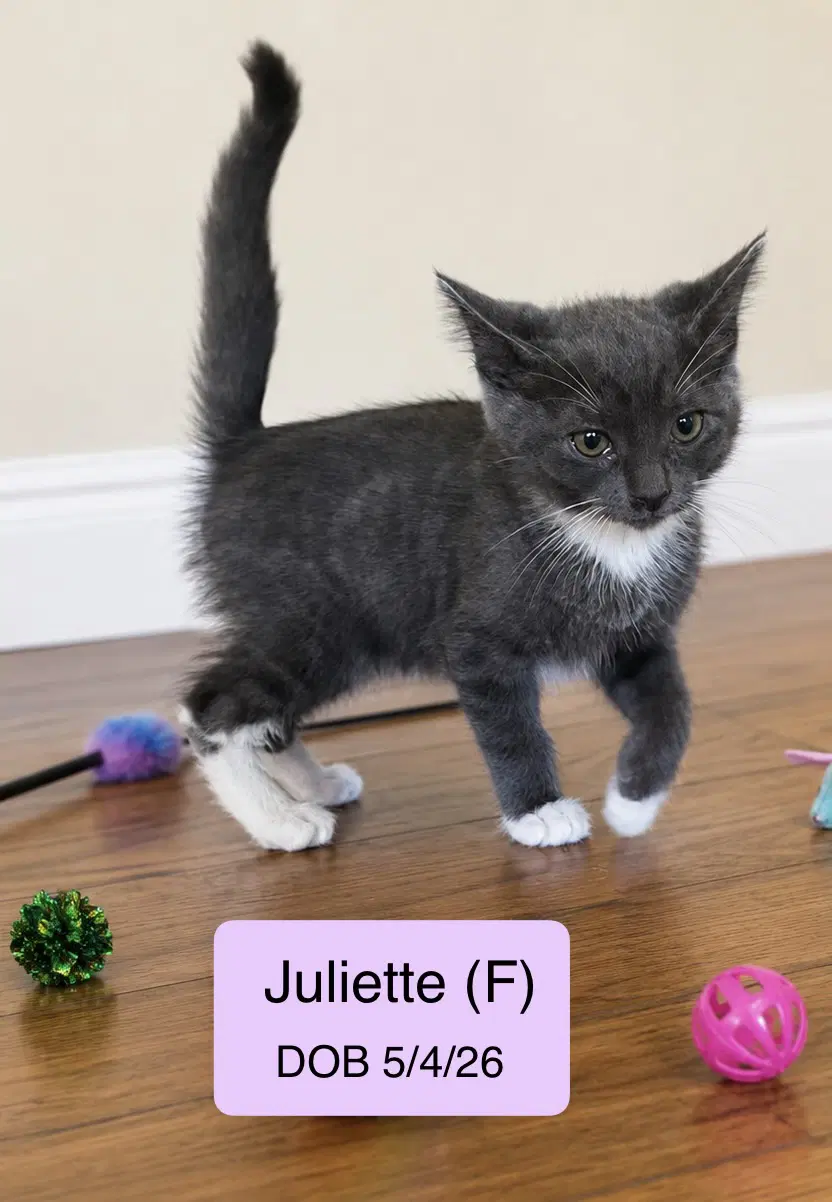 Juliette - Tuxedo
