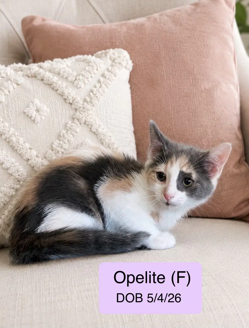 Opelite - Calico