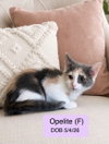 Opelite