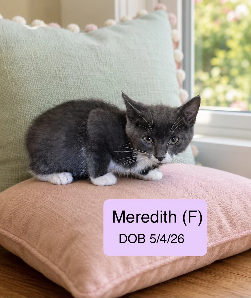 Meredith