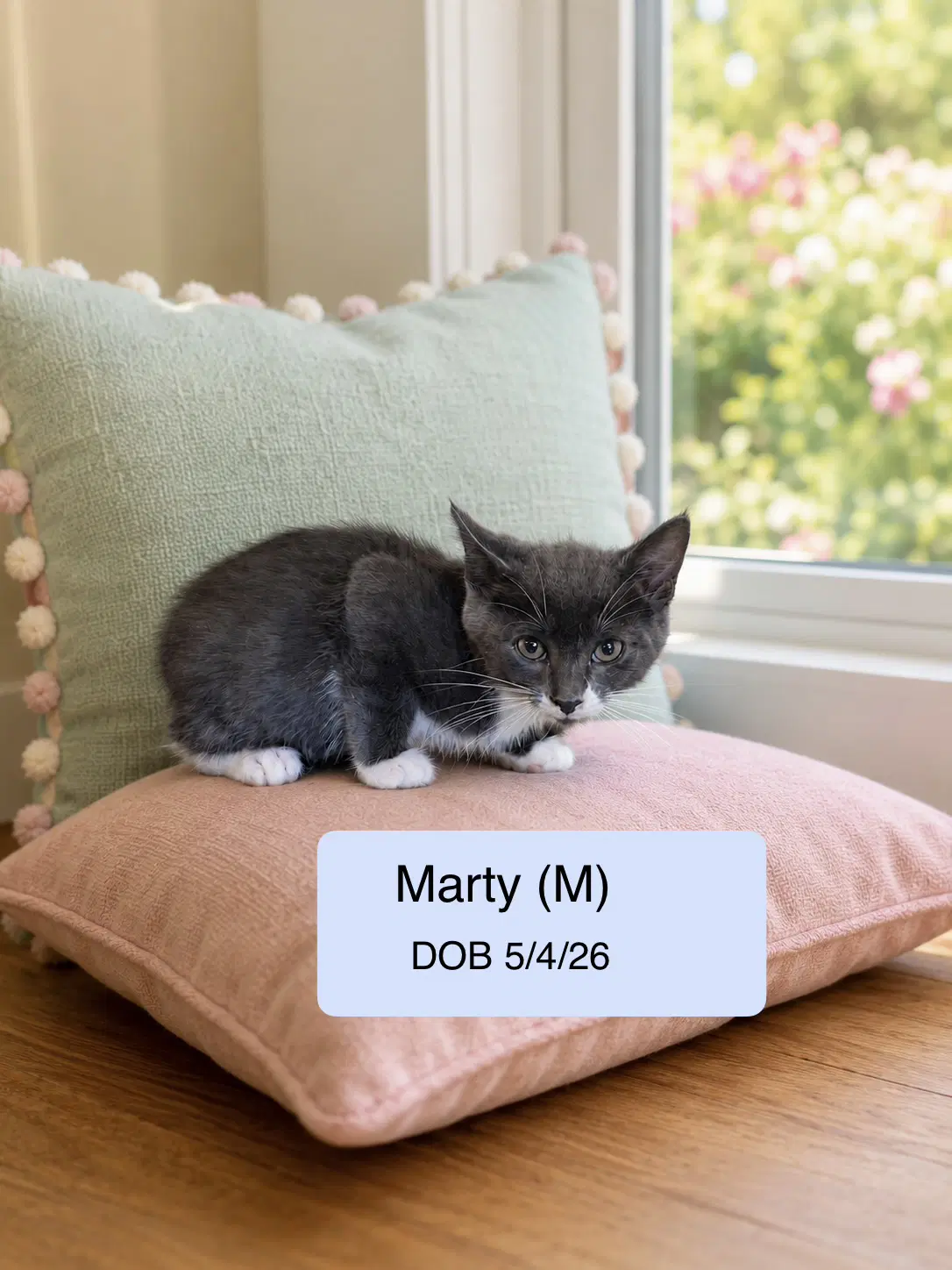 Meredith - Domestic Short Hair