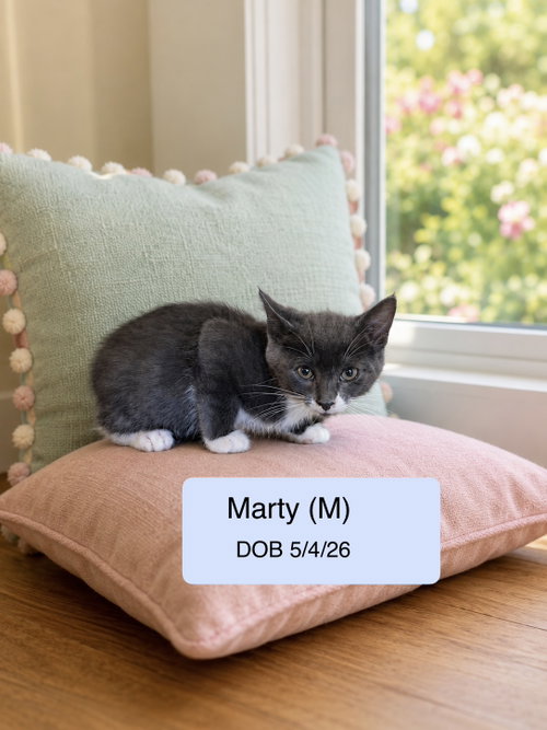 Marty, a cat for adoption from Cat Tales Rescue