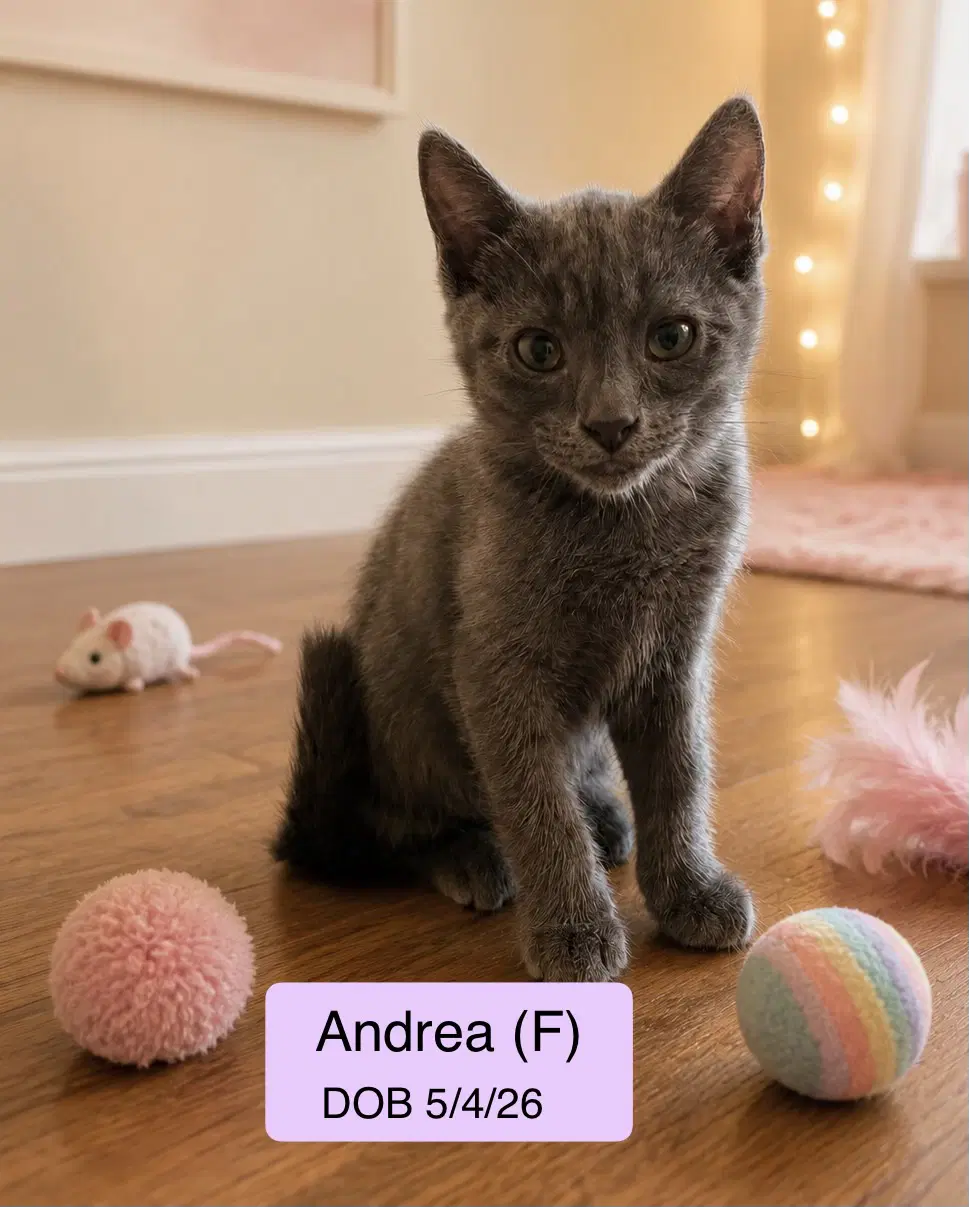Andrea - Domestic Short Hair