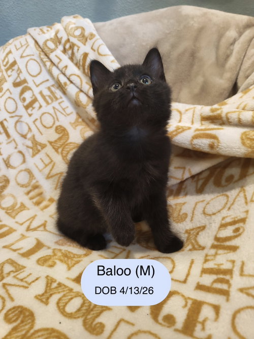 Baloo, an adoptable Domestic Medium Hair in Vacaville, CA