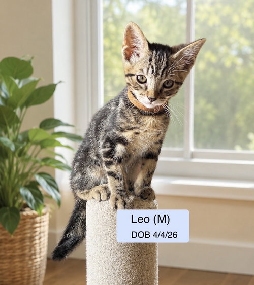 Leo
