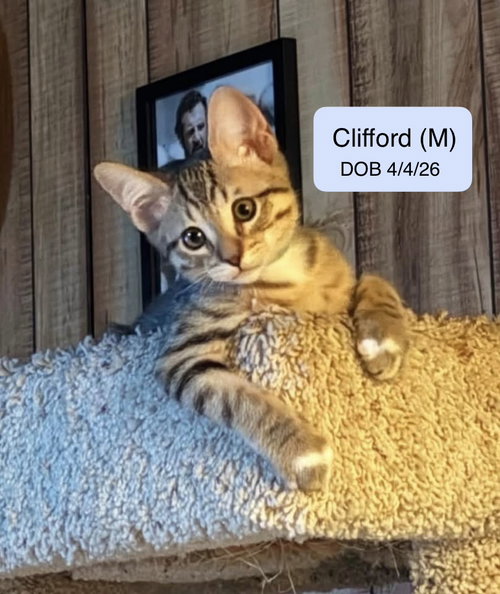 Clifford, a cat for adoption from Cat Tales Rescue