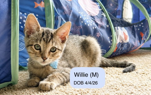 Willie