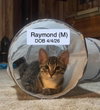 Raymond