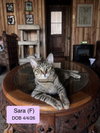 Sara