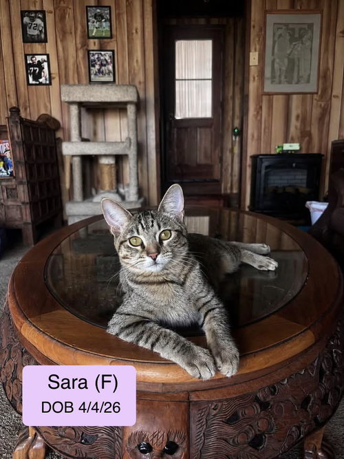 Sara, a cat for adoption from Cat Tales Rescue