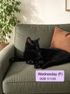 Wednesday