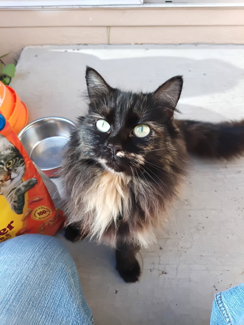 Ginger, an adoptable Tortoiseshell in Vacaville, CA