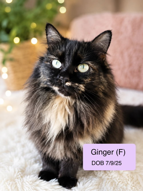 Ginger, Young Tortoiseshell / Domestic Long Hair / Mixed (long coat), cat for adoption in Brentwood, California