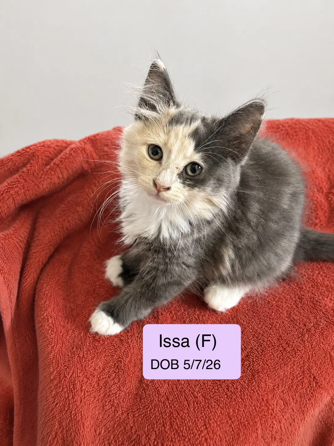 Issa image 1