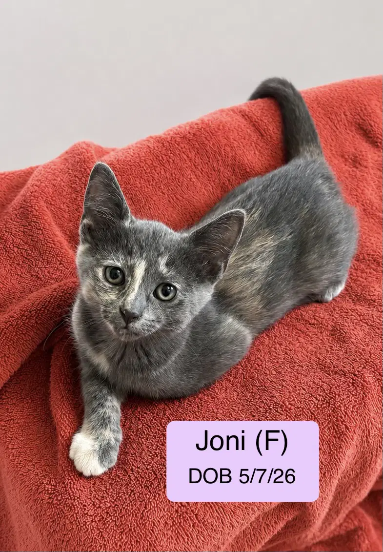 Joni - Domestic Short Hair