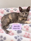 Joni