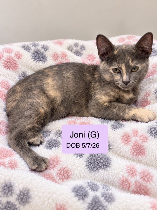 Joni, a cat for adoption from Cat Tales Rescue