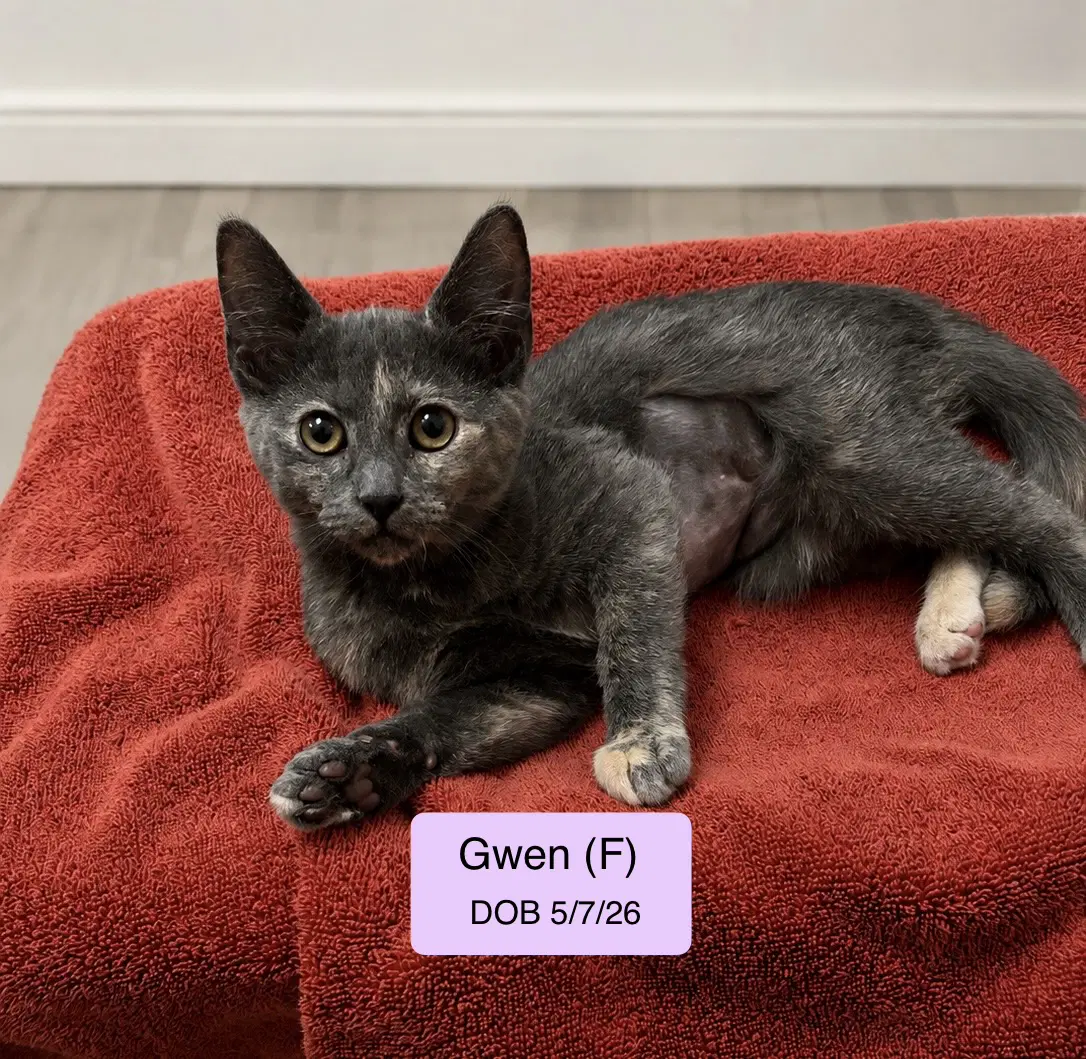 Gwen - Domestic Short Hair