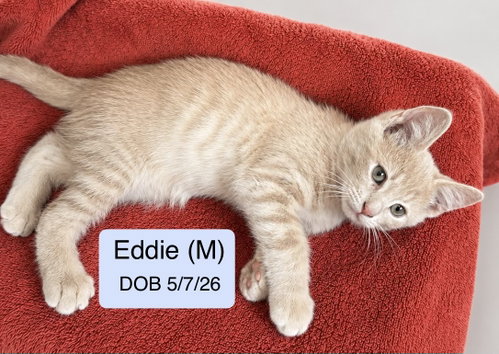 Eddie