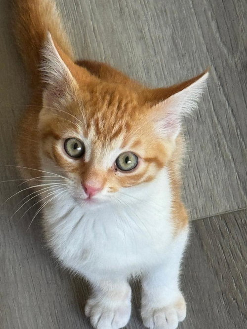 Nolan, Baby Tabby / Domestic Short Hair / Mixed (short coat), cat for adoption in Vacaville, California