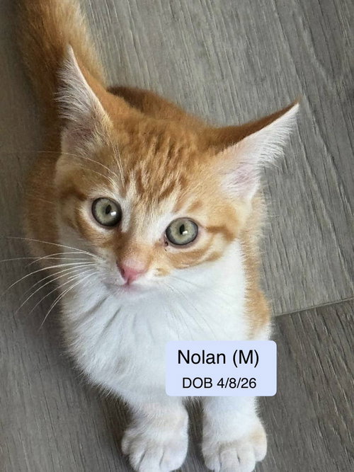 Nolan, an adoptable Tabby in Vacaville, CA