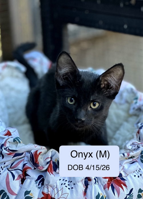 Onyx, an adoptable Domestic Short Hair in Vacaville, CA