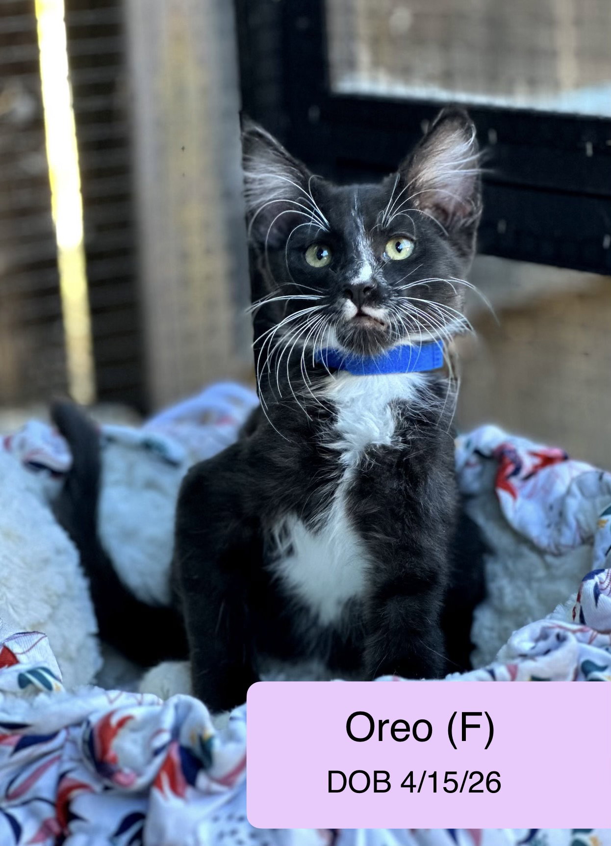 Oreo, photo 4