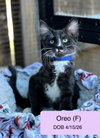Oreo