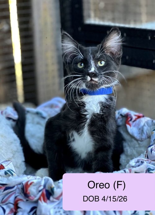 Oreo, a cat for adoption from Cat Tales Rescue