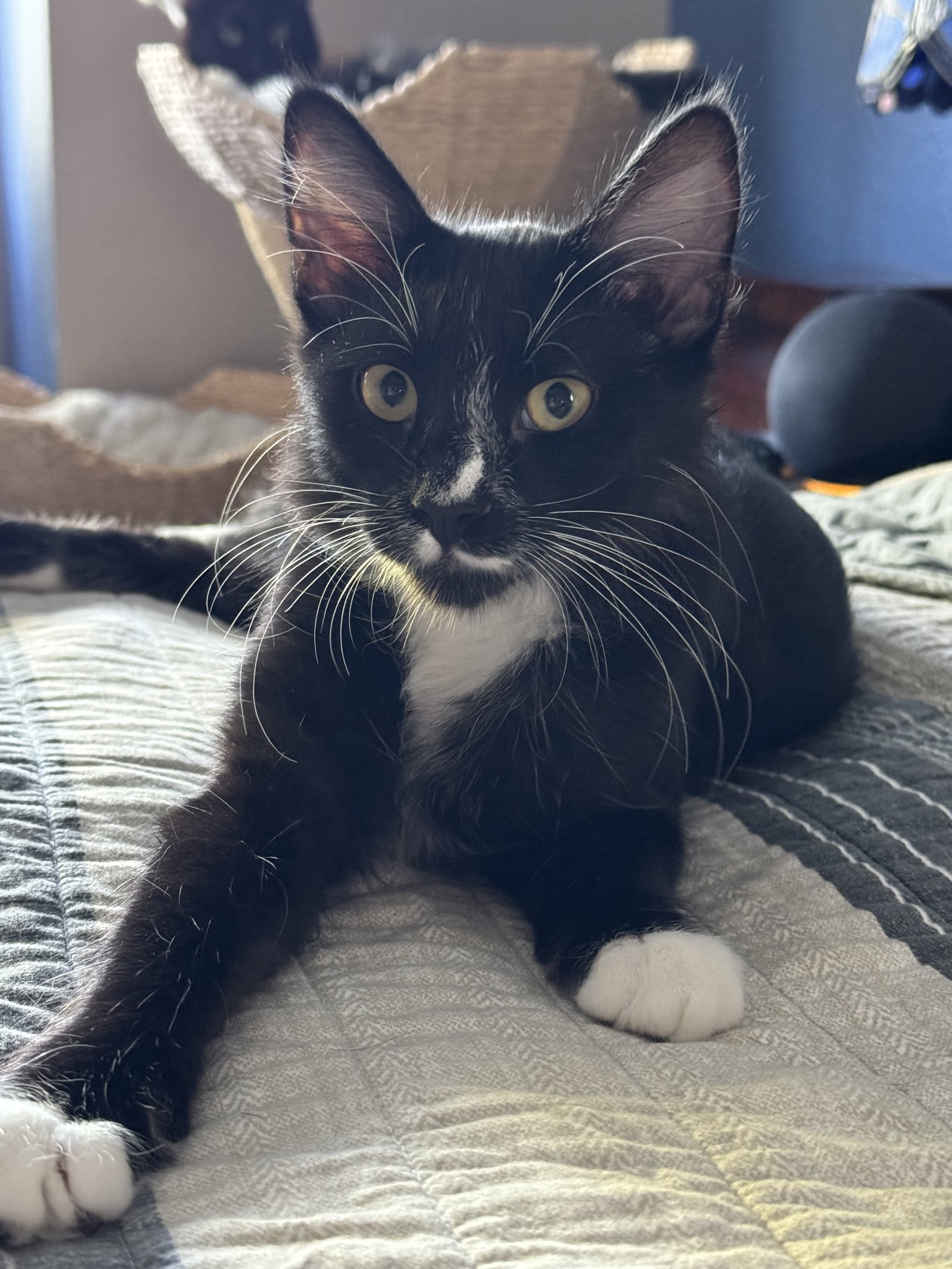 Oreo, photo 3