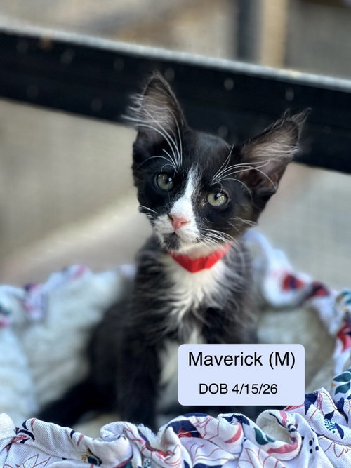 Maverick, an adoptable Domestic Medium Hair in Vacaville, CA