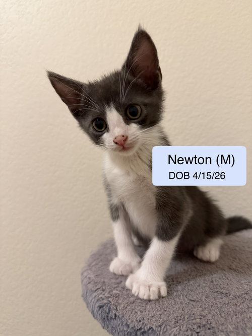 Newton, Baby Domestic Short Hair / Mixed (short coat), cat for adoption in Oakley, California